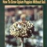 Hydroponic Heroin: How To Grow Opium Poppies Without Soil